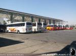 Pullman del Sur - Pullman Bus / Terminal Alameda