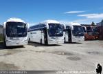 Buses Fernández / Punta Arenas - XII Región