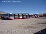 Flota de Buses Pullman Bus Division Industrial