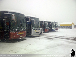 Flota de Buses Cortes Flores al Servicio Mineria