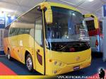 Golden Dragon / Unidad de Stock
