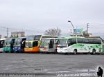 Unidades en Terminal María Teresa / Chillan