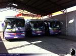 Flota de Buses Condor Bus